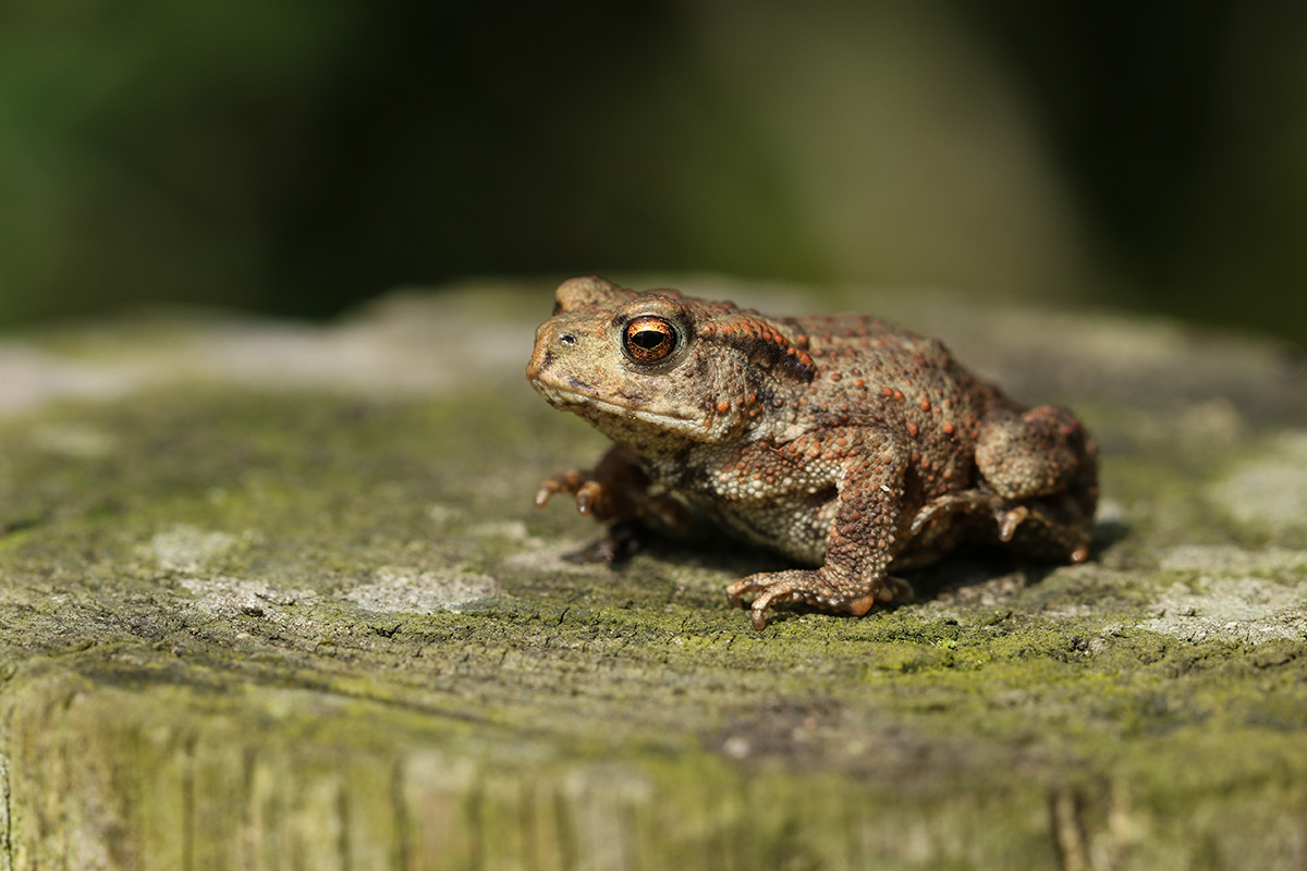 Toads in the garden - Richard Jackson Garden