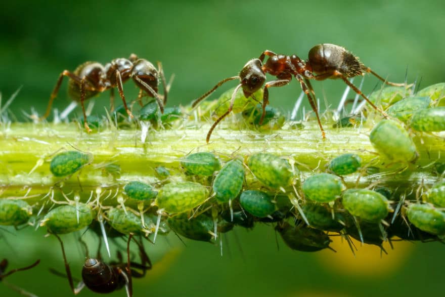 Ants In The Garden - Richard Jackson Garden
