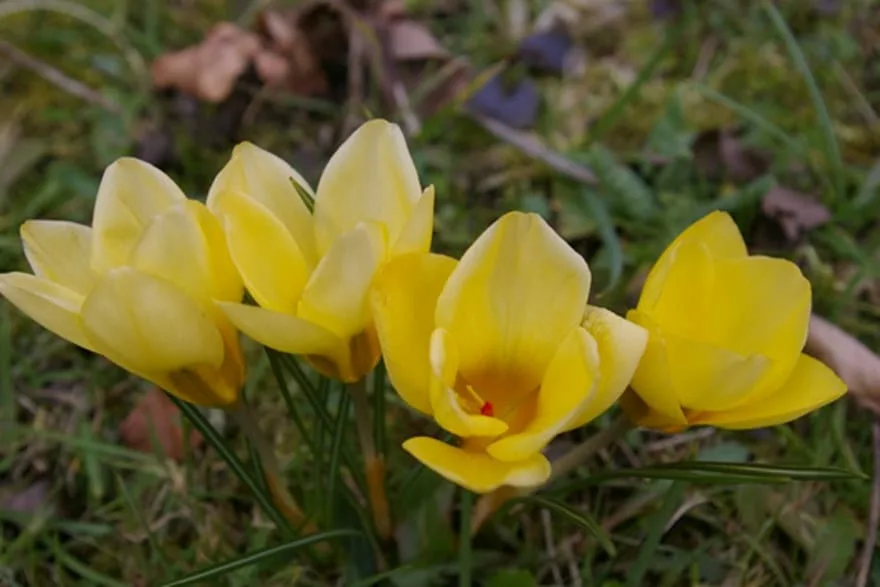 Crocus chrysanthus