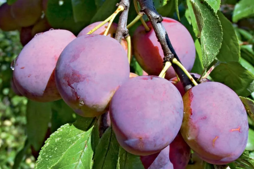plums