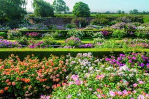 Renaissance Garden at David Austin Roses