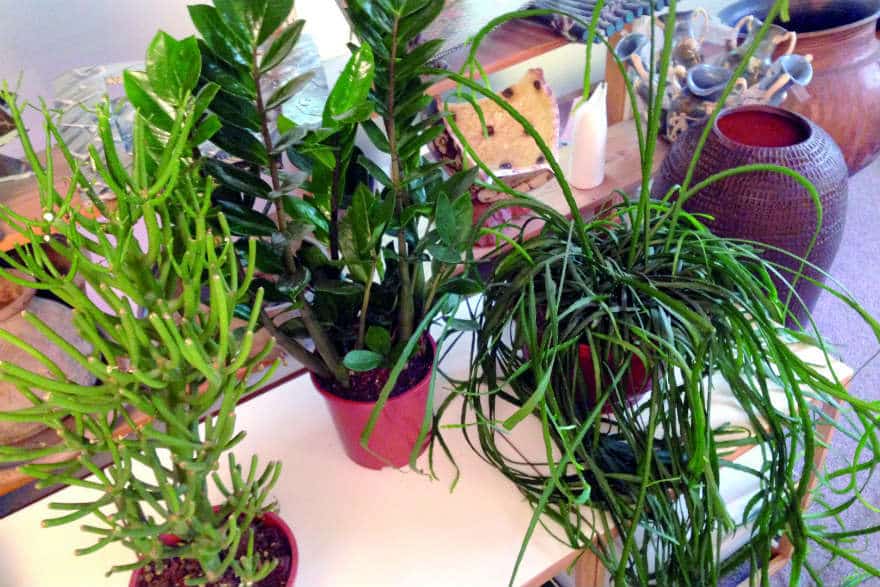 houseplants