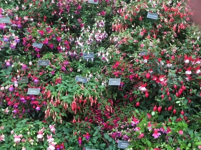 Roualeyn Fuchsias in the Floral Marquee