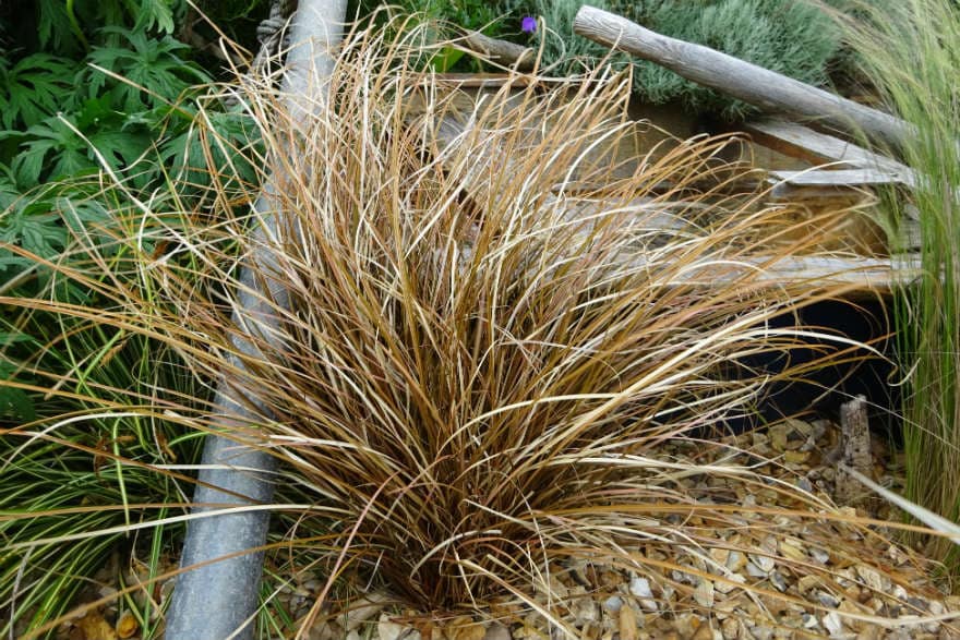 Carex testacea
