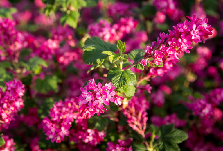 flowering currant Ribes