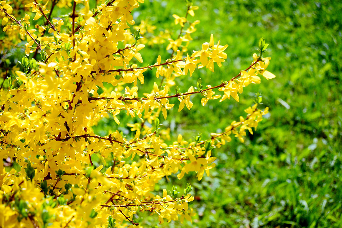 Forsythia