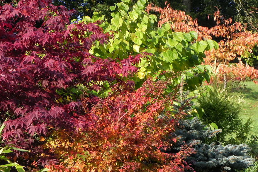 autumn colour