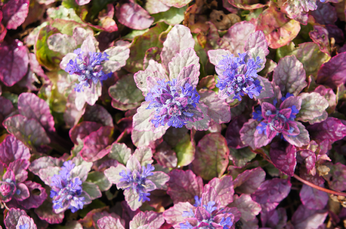 Bugle ajuga reptans