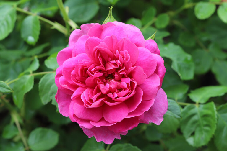 Rosa 'Princess Anne'