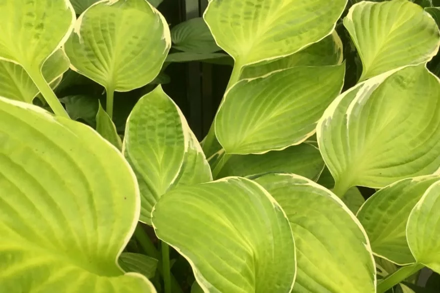 Hosta ‘Winter Snow’