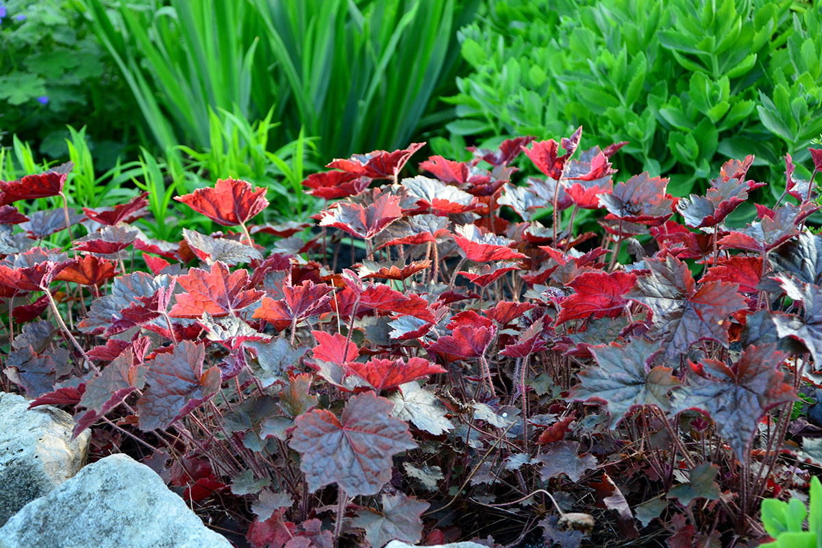 Heuchera