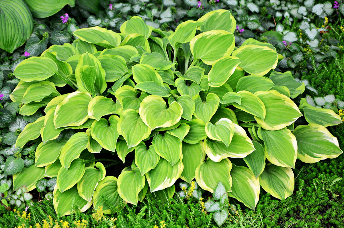 hosta