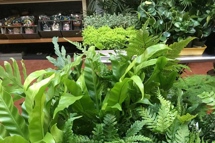ferns