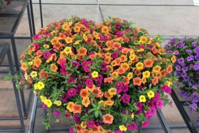 Calibrachoa Calitastic Raspberry Grow Calibrachoa ‘Calitastic’ - Richard Jackson Garden