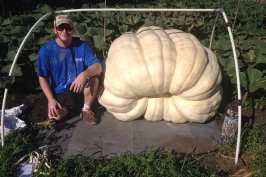 giant pumpkin