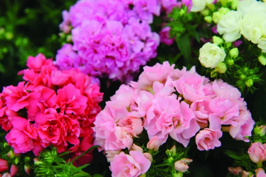 phlox