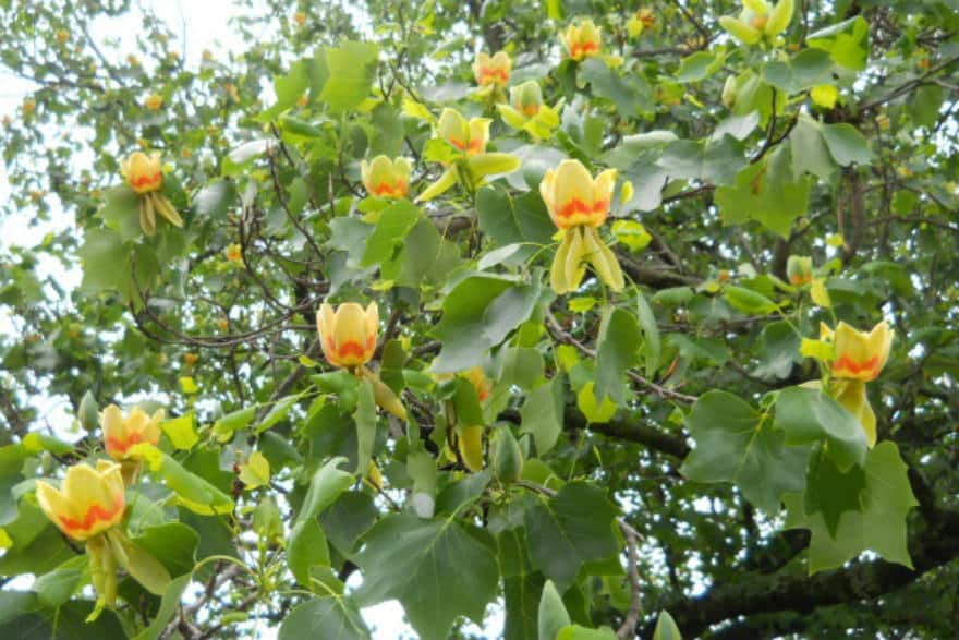tulip tree