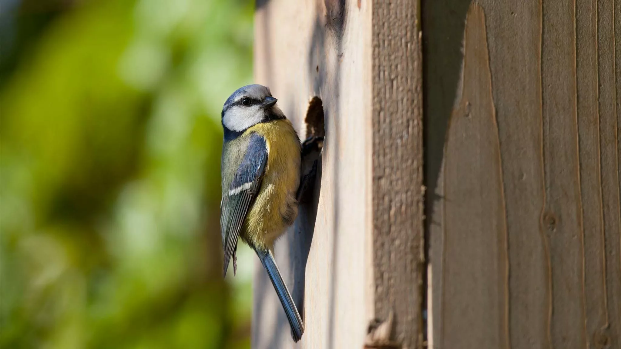 Bird Nest Box for Small Birds, Three Bird Food Boxes House Brood Nest for  Garden Interior Decoration Outdoors : : Pet Supplies