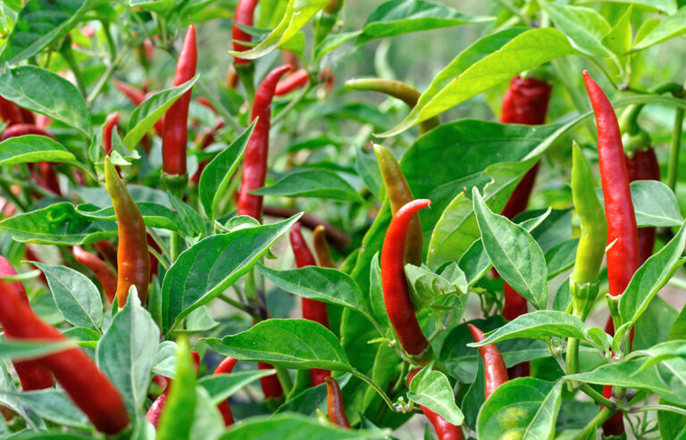 chilli plants