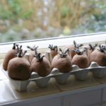 Chitting Seed Potatoes