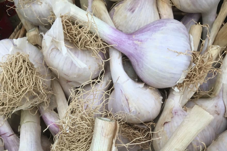 hard neck garlic