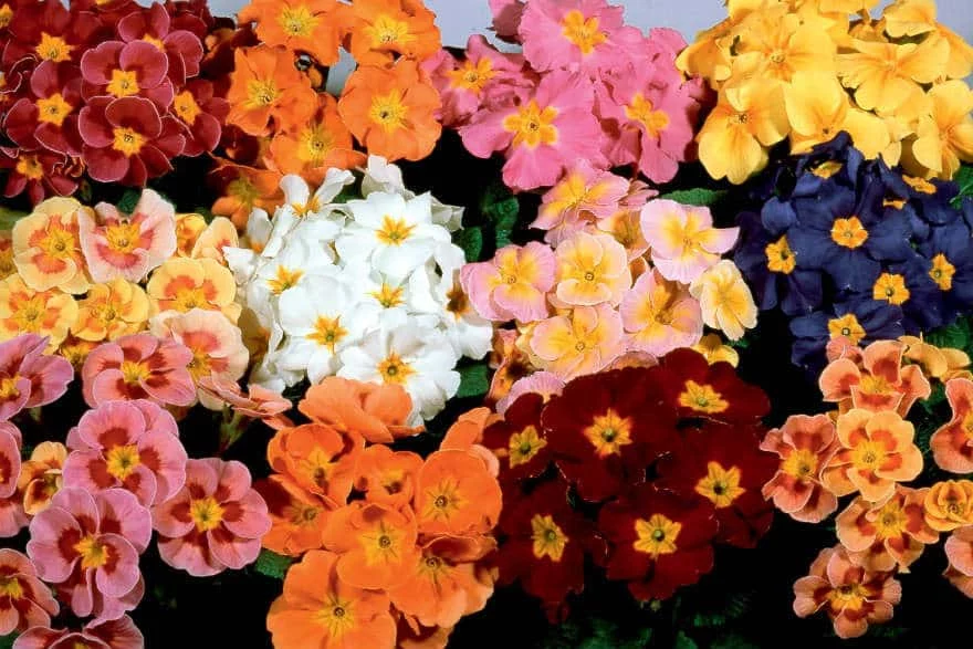 Polyanthus Pacific Giant