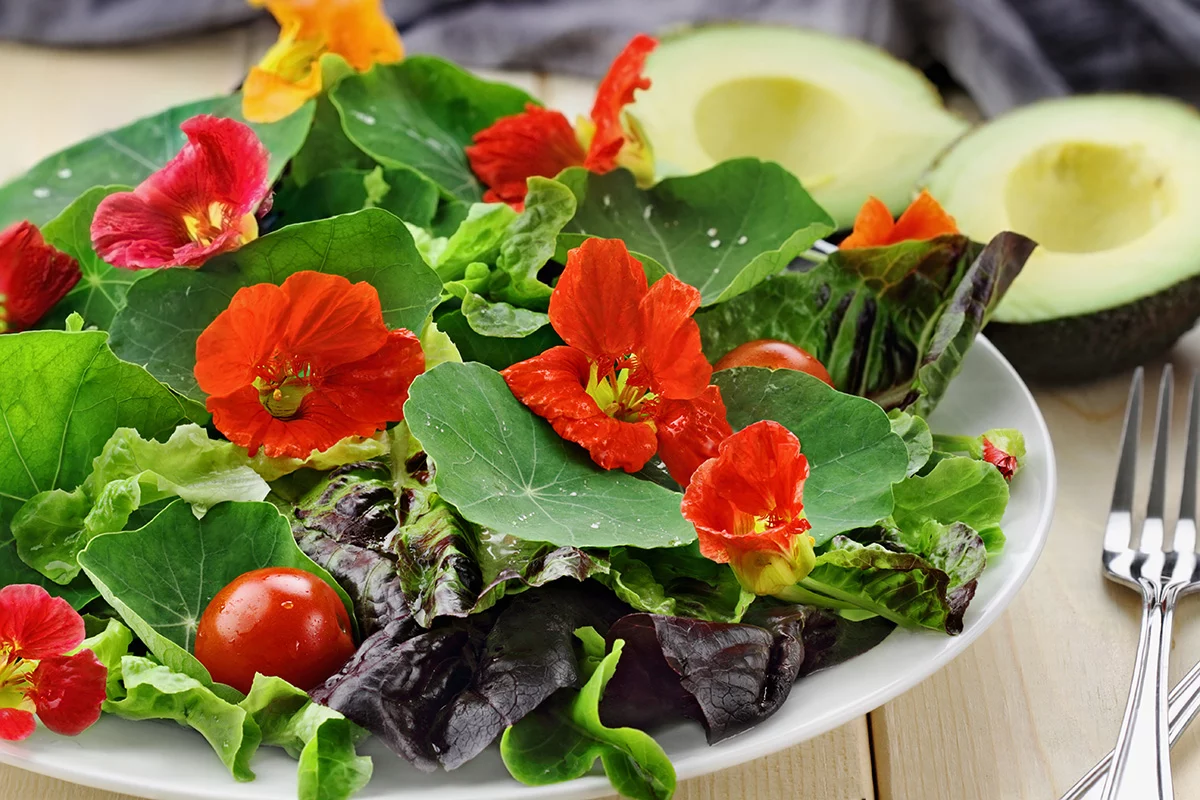 nasturtium leaves and flowers in a salad