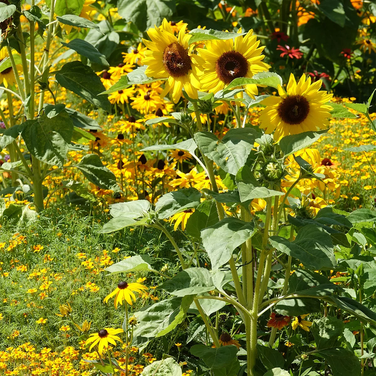 sunflowers growing in border