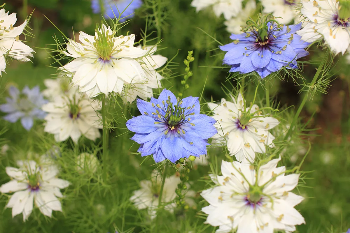 blue and white nigella