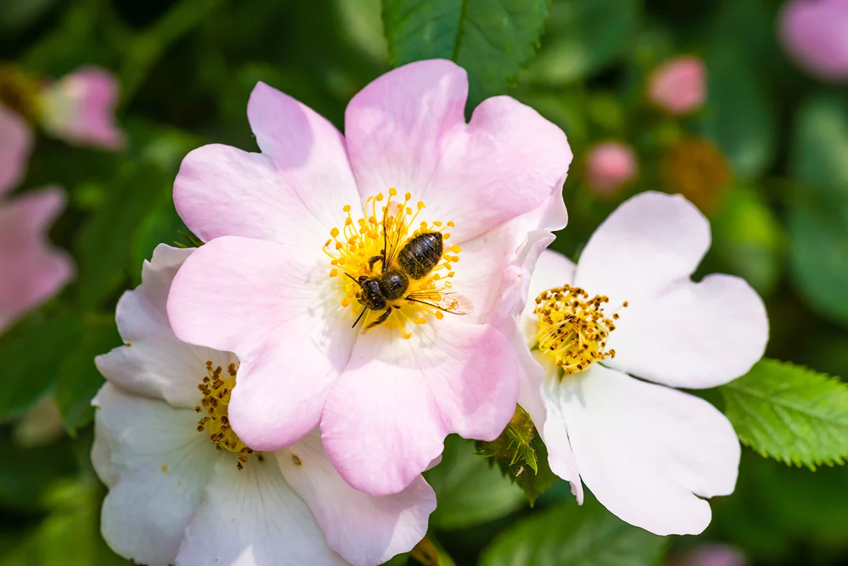 Bee on briar rose