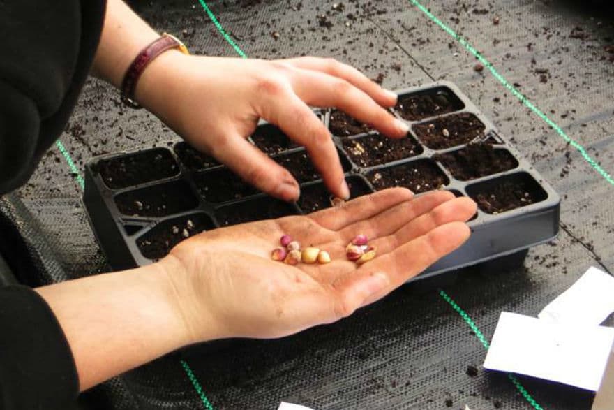 planting garlic bulbils