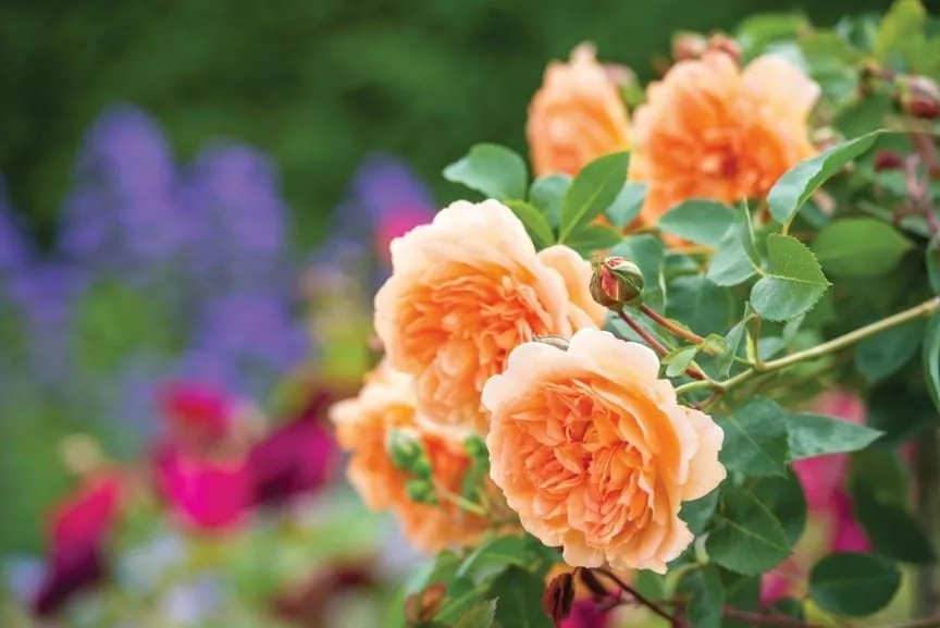 Rosa 'Dame Judi Dench'