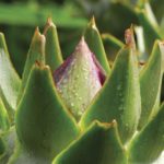 Artichoke in bud