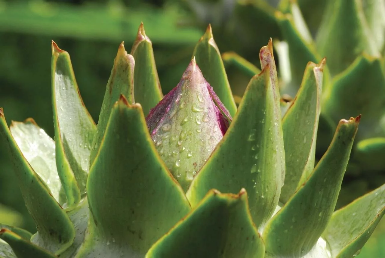 Artichoke in bud