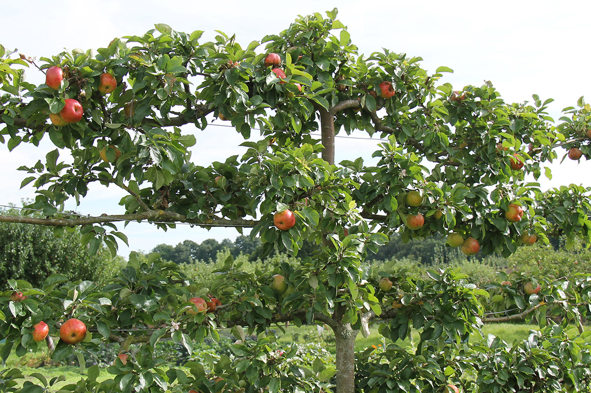 espalier fruit