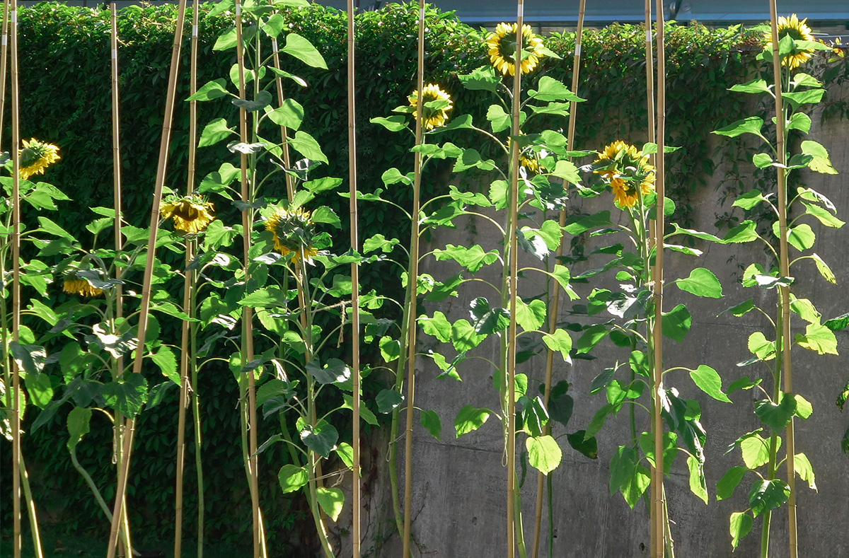 sunflowers