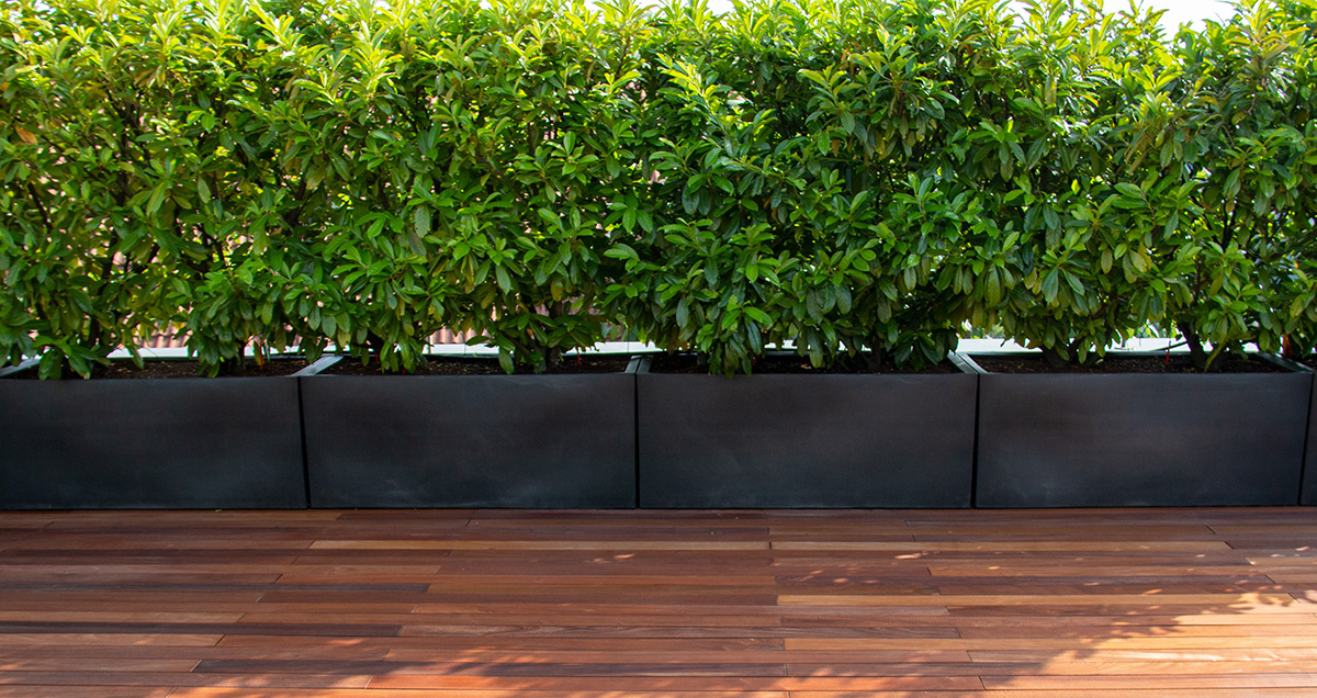 potted laurel hedge