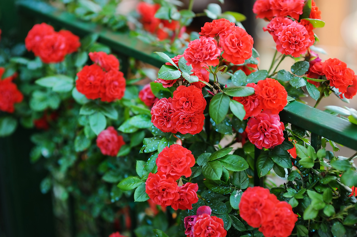 red roses