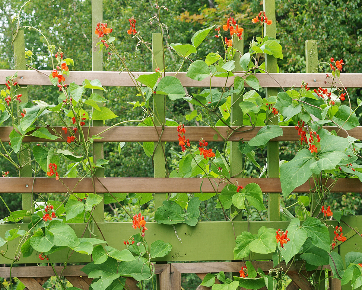 runner beans on trellis