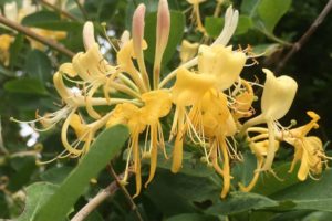 Honeysuckle
