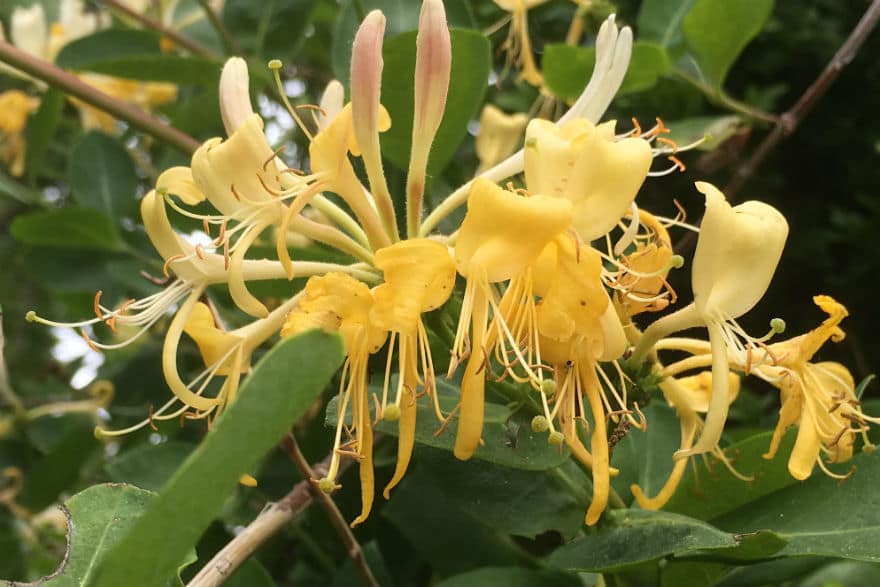 Year round rose care Richard Jackson Garden