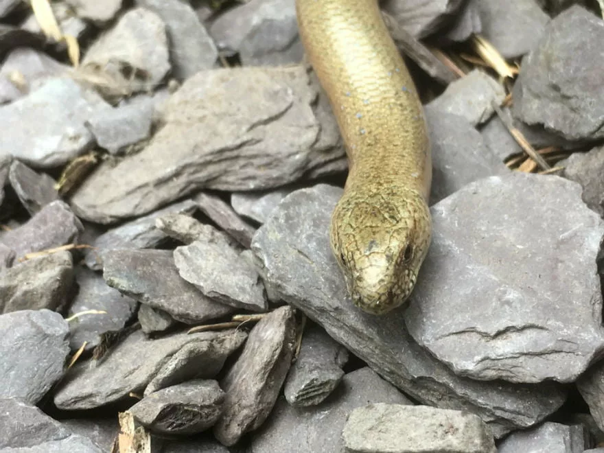 How can I help garden slow worms? Richard Jackson Garden