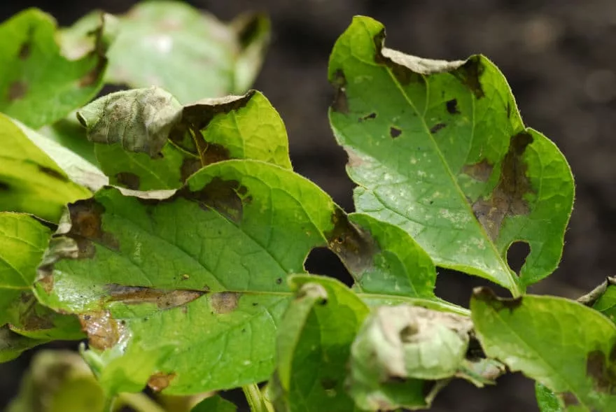 potato blight