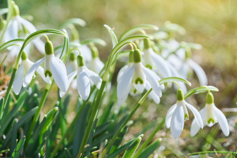 snowdrops growing