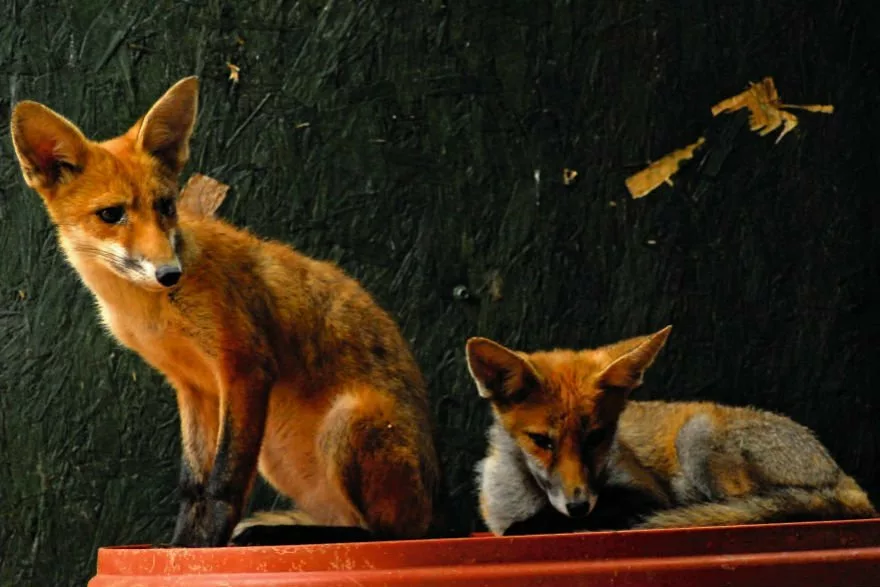 foxes
