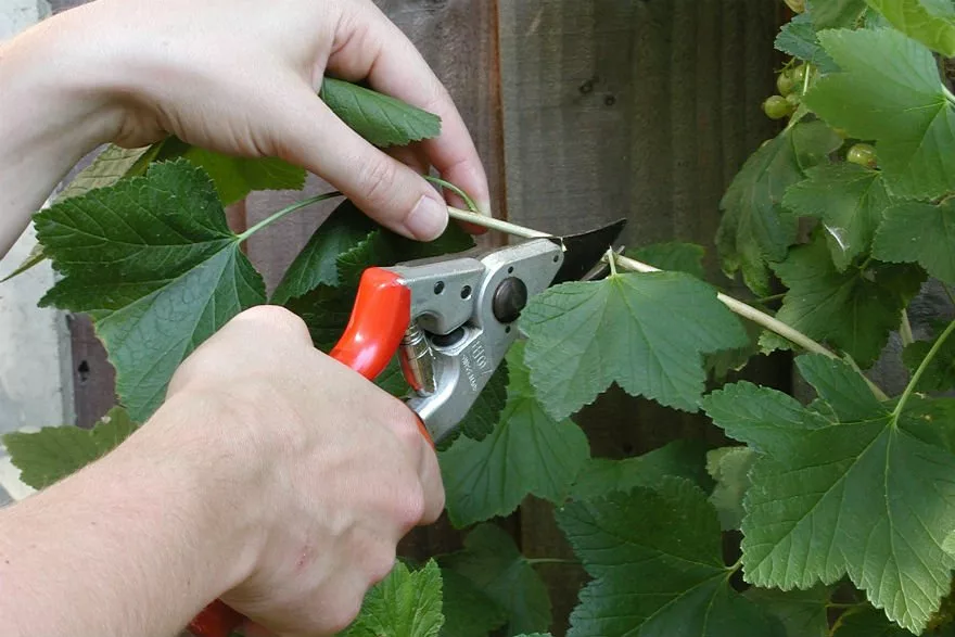 Pruning Cut