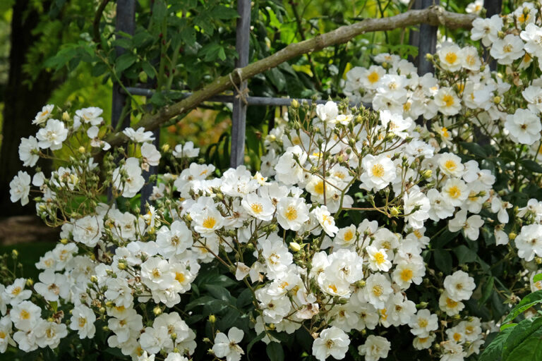 Rosa 'Rambling Rector' by David Austin Roses