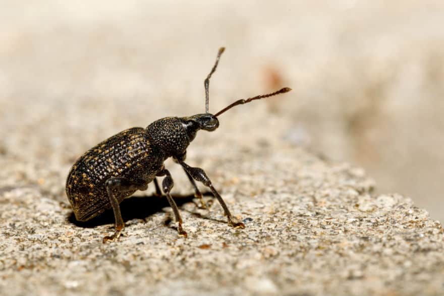 Vine weevil. Image: Adobe/artrush