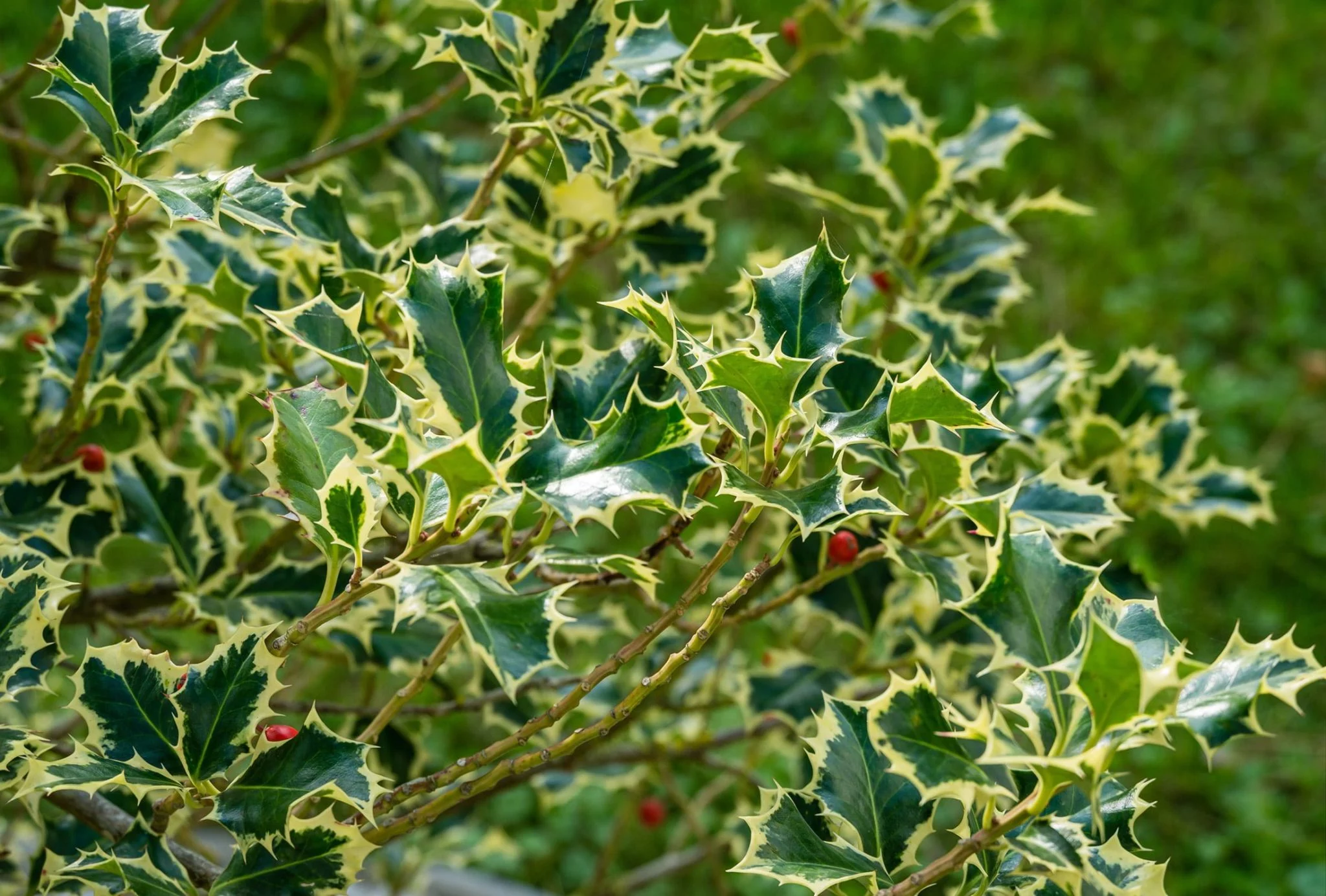 ilex aquifolium argentea marginata
