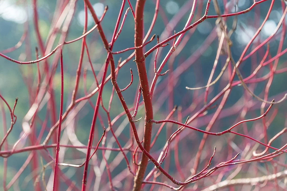 Cornus alba Sibirica